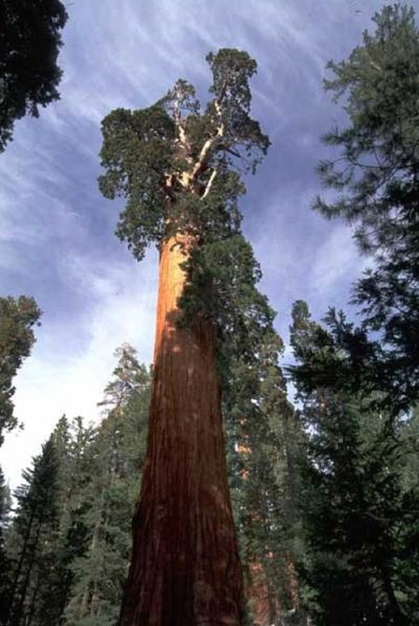 Montecito Sequoia Lodge Wilsonia Εξωτερικό φωτογραφία